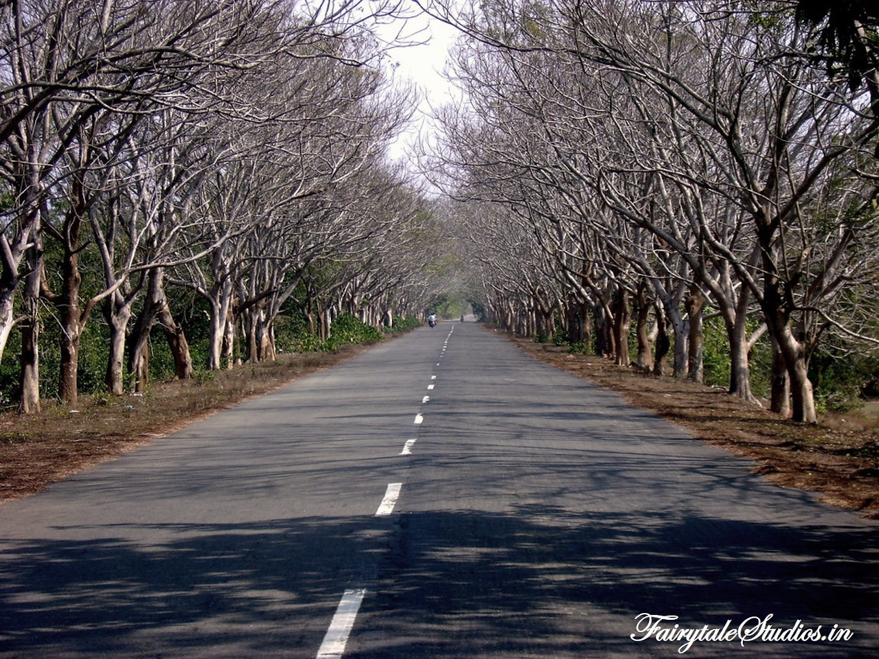 Konark to Puri in Odisha is one of the best road trips in India