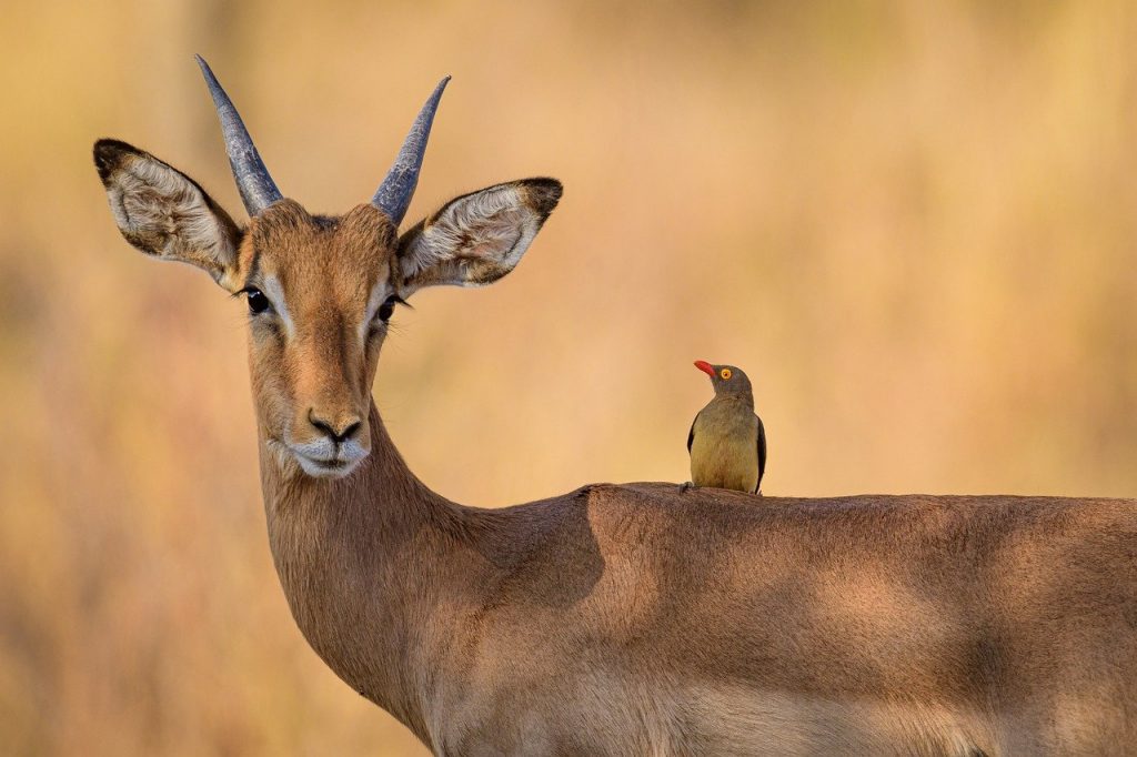 South African Safari Honeymoon The Best Destinations Of 2021 Earth