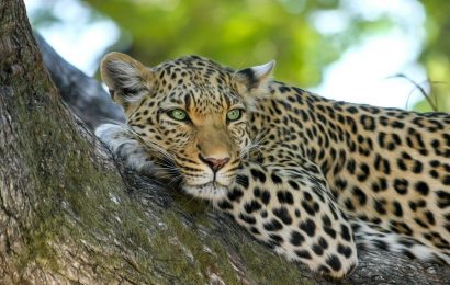 Leopard - Top 5 South African Safari Honeymoon Destinations