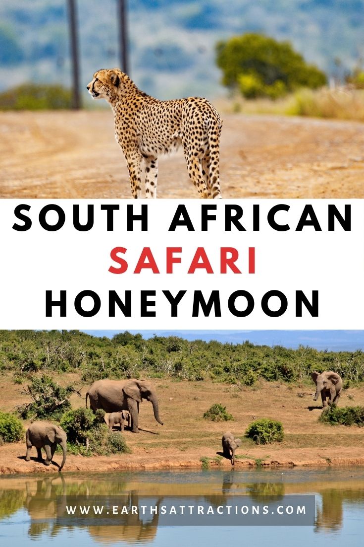 South African Safari Honeymoon - The Best Destinations you can choose. If you want to spend your honeymoon in Africa, then you have to read this article. #safari #southafrica #honeymoon #southafricasafari #southafricahoneymoon #southafricadestinations