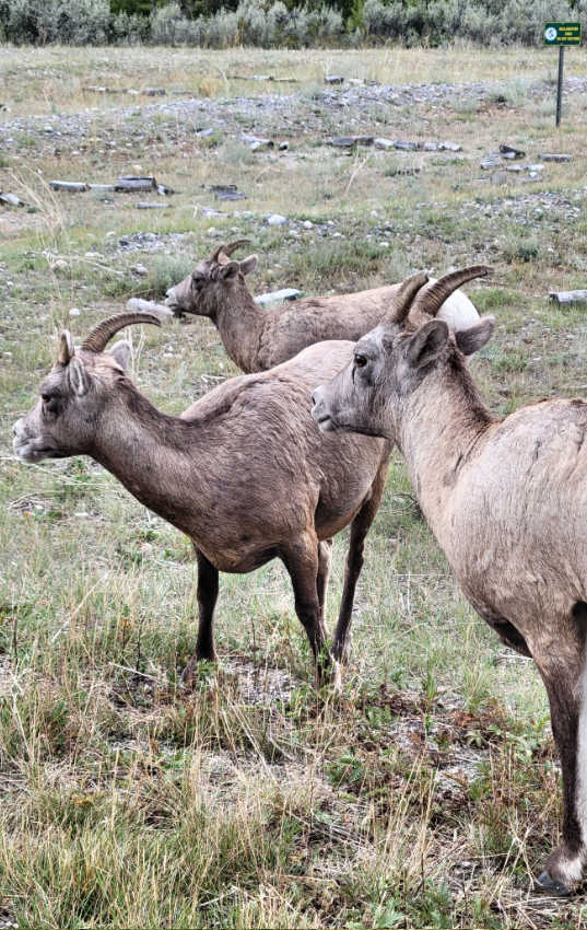 Big Horn Sheep in Jasper