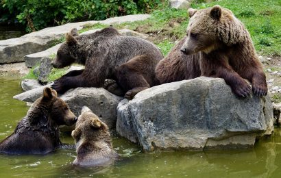 Bear cam: The best wild live bear cam feeds you won’t be able to stop watching