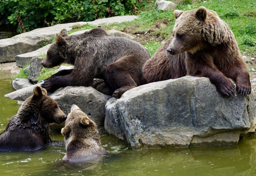 Bear cam: The best wild live bear cam feeds you won’t be able to stop watching