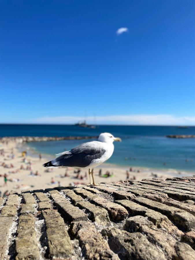 Seagull on beach - photo credit; Merel van der Kammen