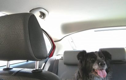 Travelling with a dog by car: tips for a paw-some experience