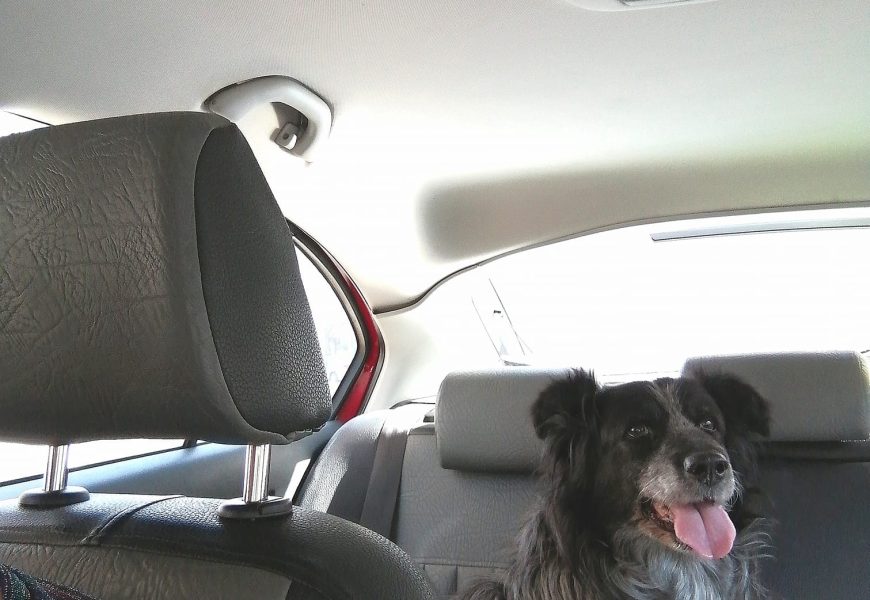 Travelling with a dog by car: tips for a paw-some experience
