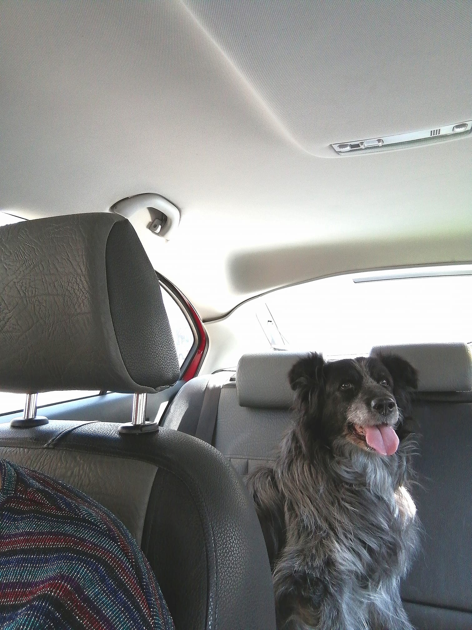 Dog car travel tips (c) Maxie