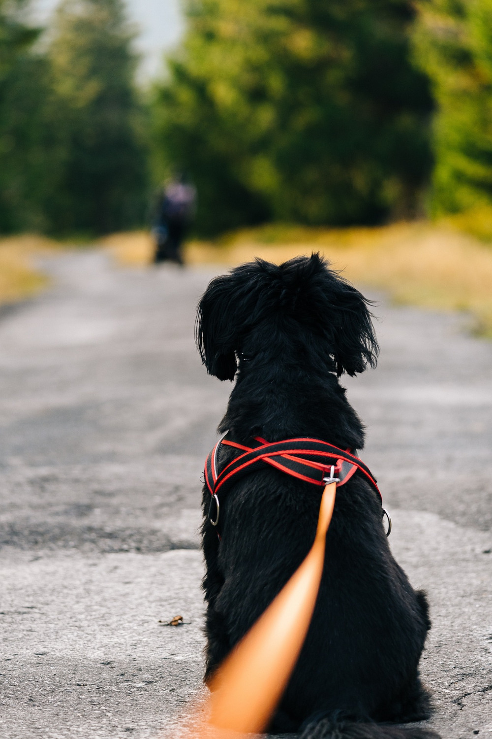 Dog car travel essentials 