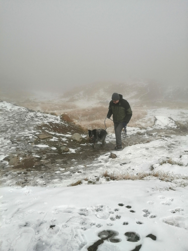 Tips for traveling with dogs by car - (c) our Maxie on the Transfagarasan (Romania)