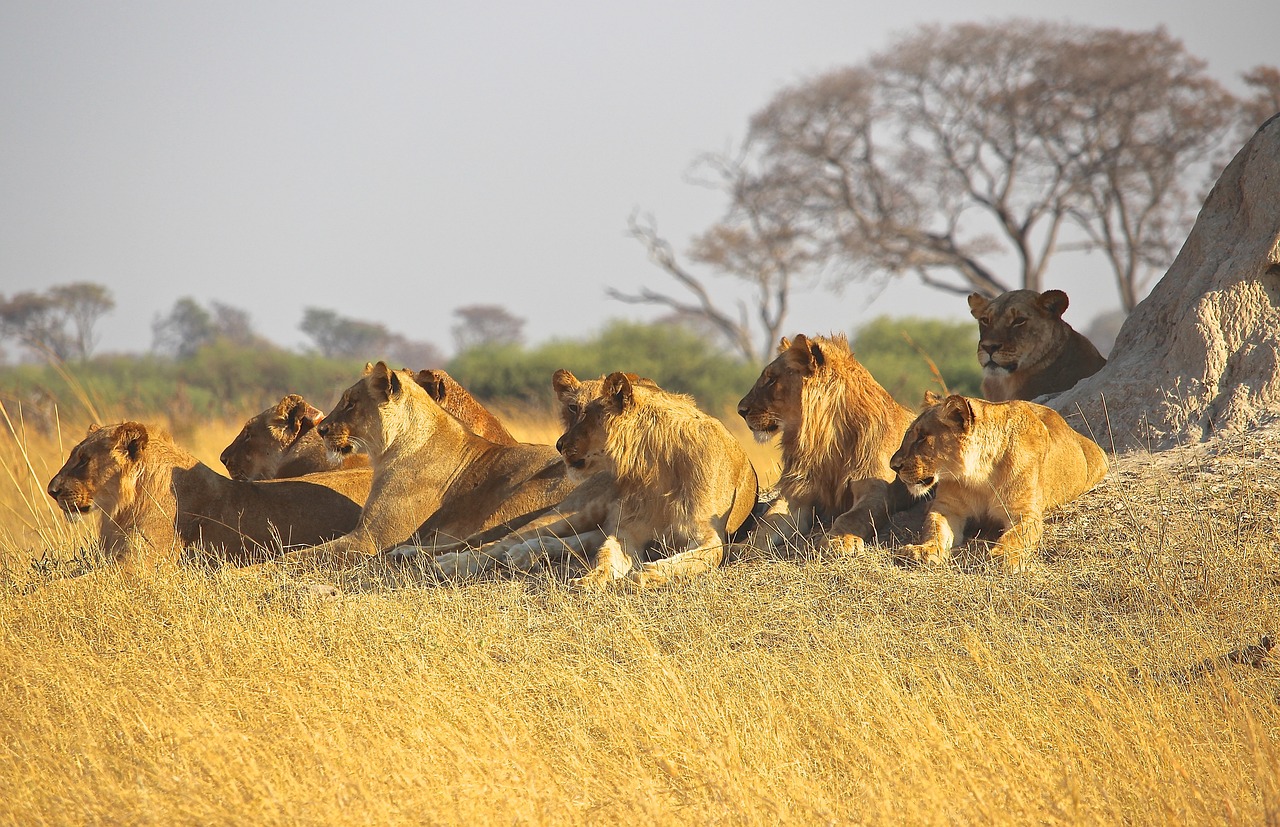 animals safari africa