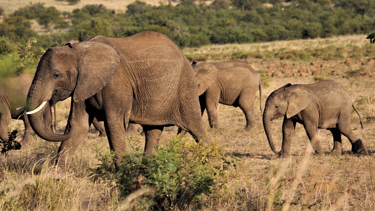 elephants herd safari