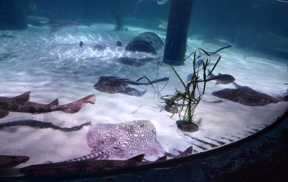 SEA LIFE Munich Review: Tickets, Tips & Is It Worth It? SEA LIFE Munich Review: Tickets, Tips & Is It Worth It?