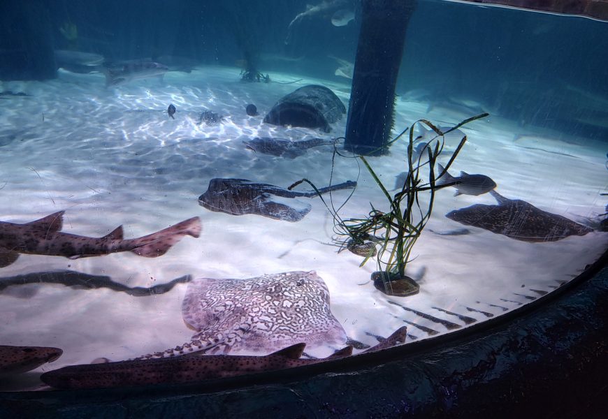 SEA LIFE Munich Review: Tickets, Tips & Is It Worth It? SEA LIFE Munich Review: Tickets, Tips & Is It Worth It?