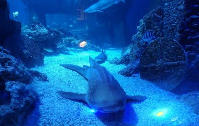 Sea Life Munich (Sea Life München): The Ultimate Guide to Bavaria’s Best Aquarium
