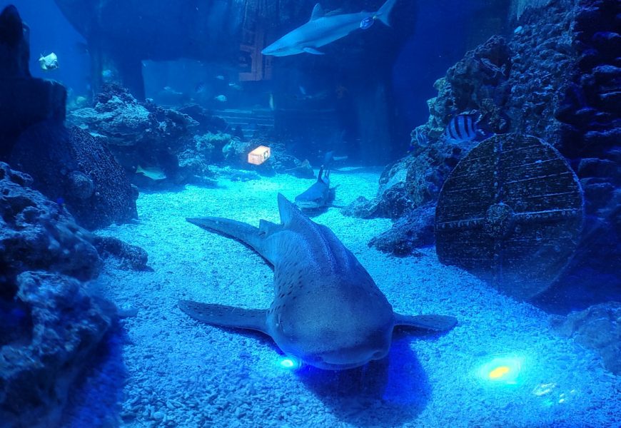 Sea Life Munich (Sea Life München): The Ultimate Guide to Bavaria’s Best Aquarium
