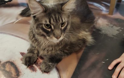 This Budapest Cat Café Will Steal Your Heart – Read This Before You Go