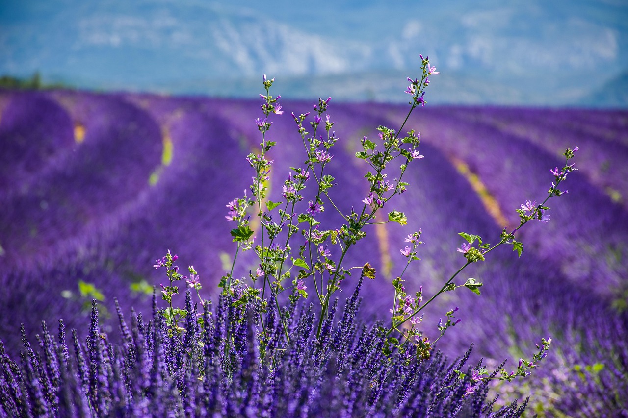 Where To Stay In France For First Time Visitors Provence