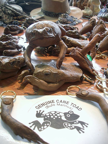 Weirdest Australian Souvenirs: Cane Toad Creations