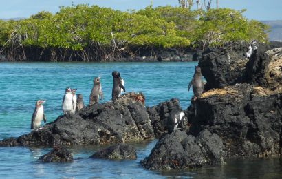 Best Destinations For Wildlife Enthusiasts