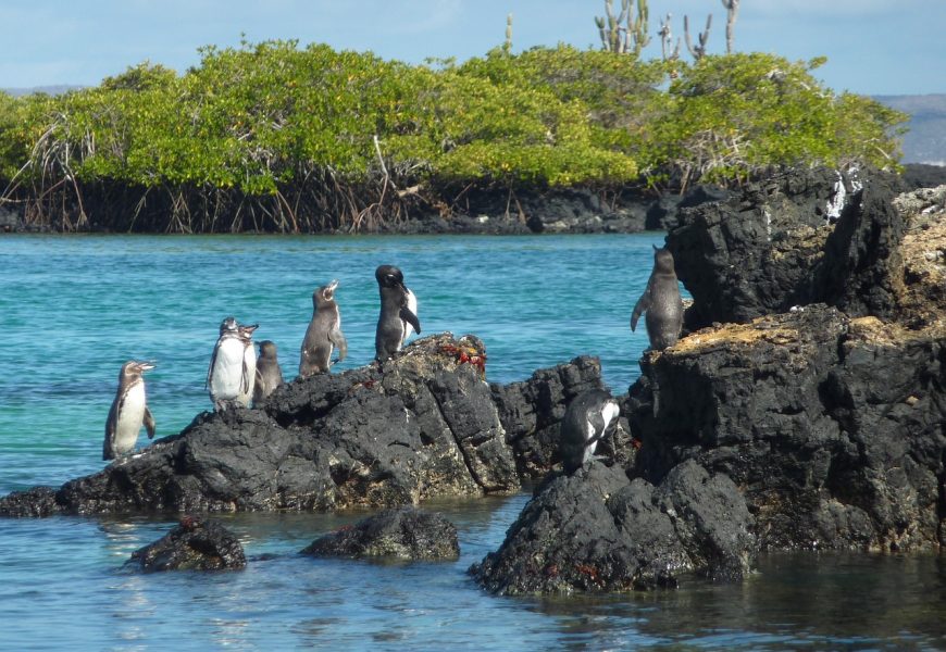 Best Destinations For Wildlife Enthusiasts