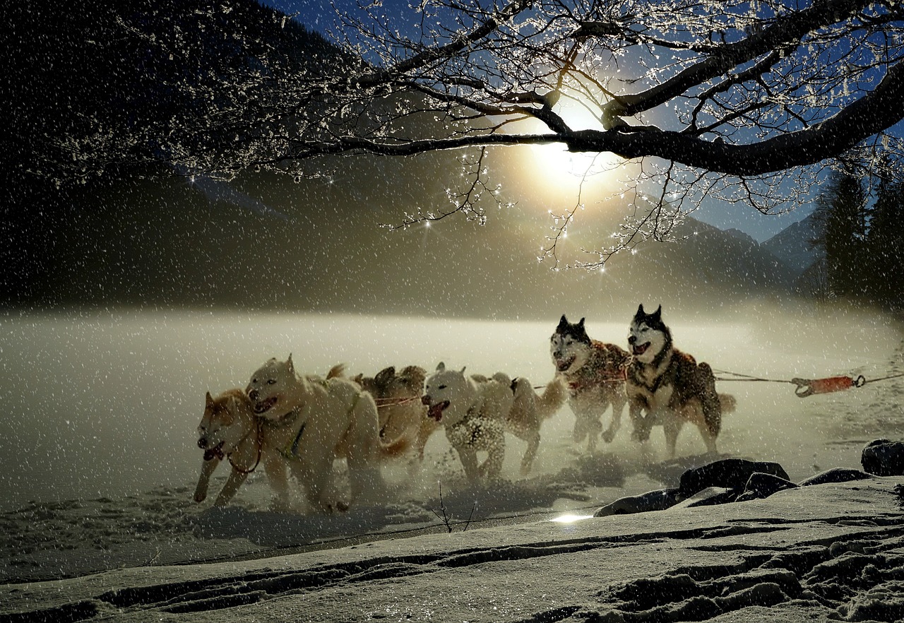 Extreme Winter Adventures Across The Globe  Dog Sledge in Finnish Lapland