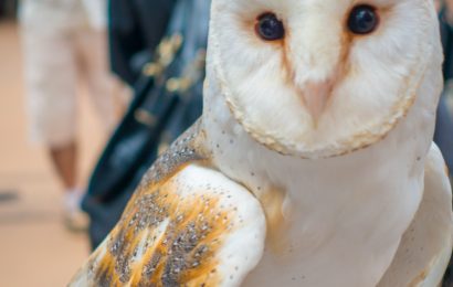 Akiba Fukurō Owl Café (Akihabara, Tokyo) animal cafés in Japan