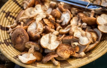 You’ll Never Look at Mushrooms the Same Way: Scientists Just Built Computer Memory from Shiitake Fungi You’ll Never Look at Mushrooms the Same Way: Scientists Just Built Computer Memory from Shiitake Fungi