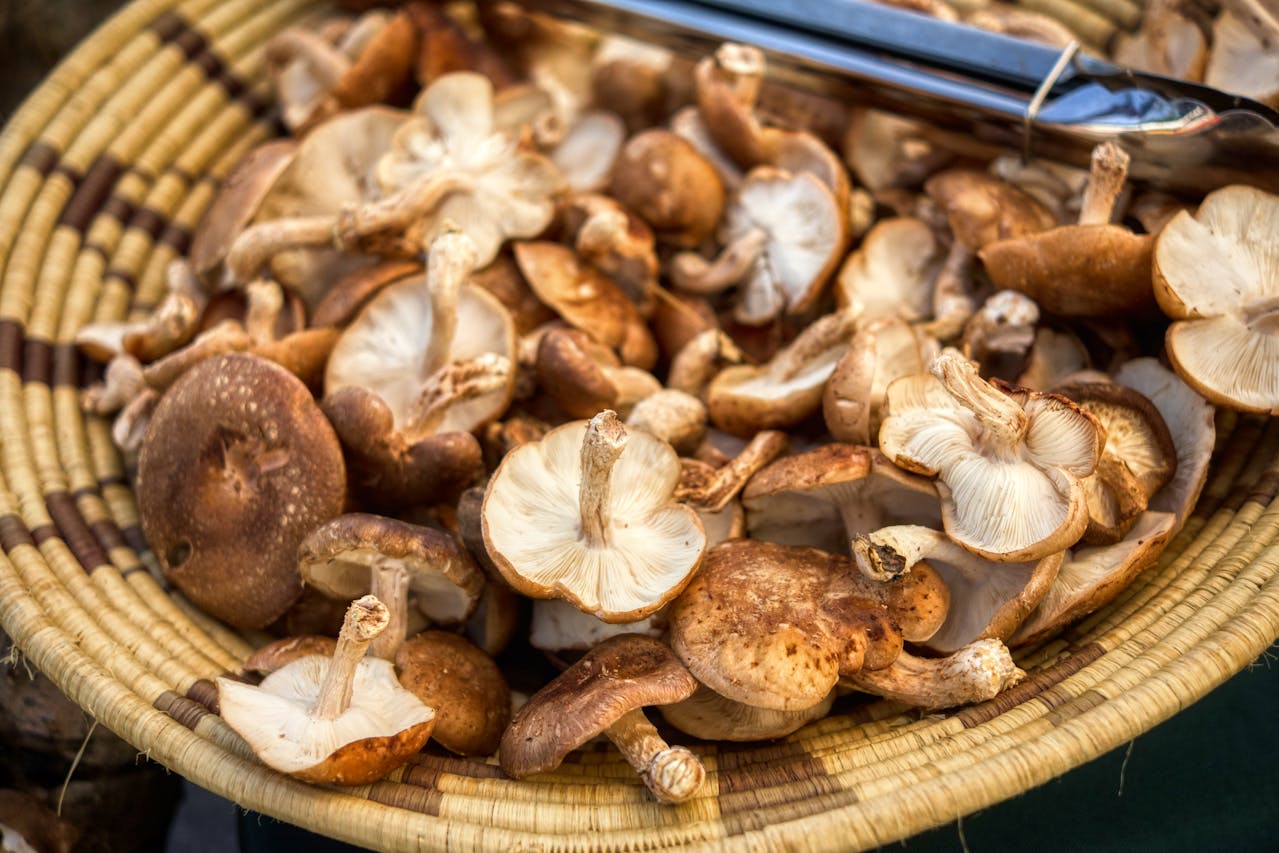 This Common Edible Mushroom Might Replace Parts of Your Computer - and Change AI Forever