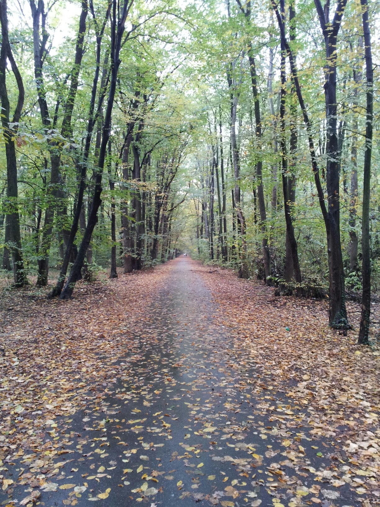 50 November activities ideas - Baneasa Forest, Bucharest