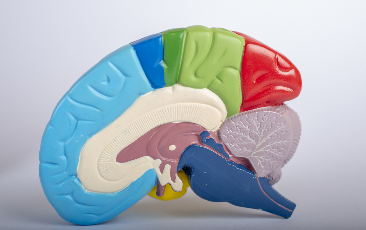Cross-section of a human brain anatomy model