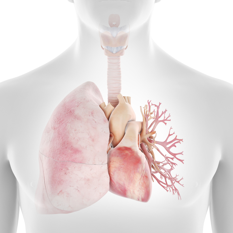 Human heart and lungs anatomy illustration for a human body quiz