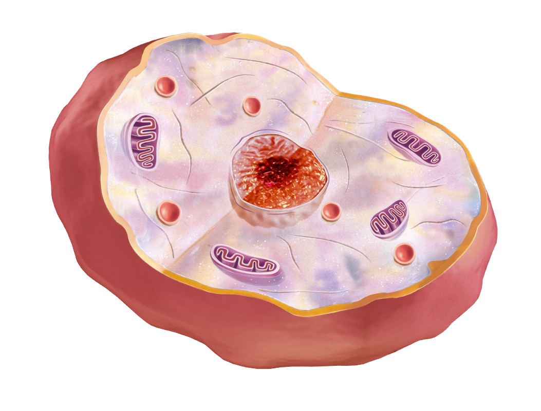 Human cell anatomy showing the nucleus and mitochondria