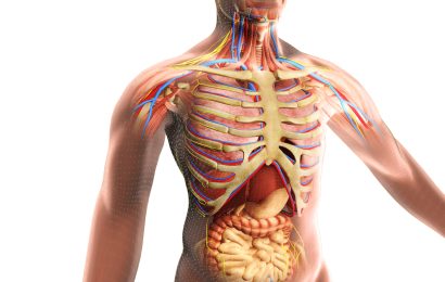Human body anatomy showing bones, muscles, nerves and internal organs for an article with 200 Human Body Trivia Questions and Answers (Easy to Hard)