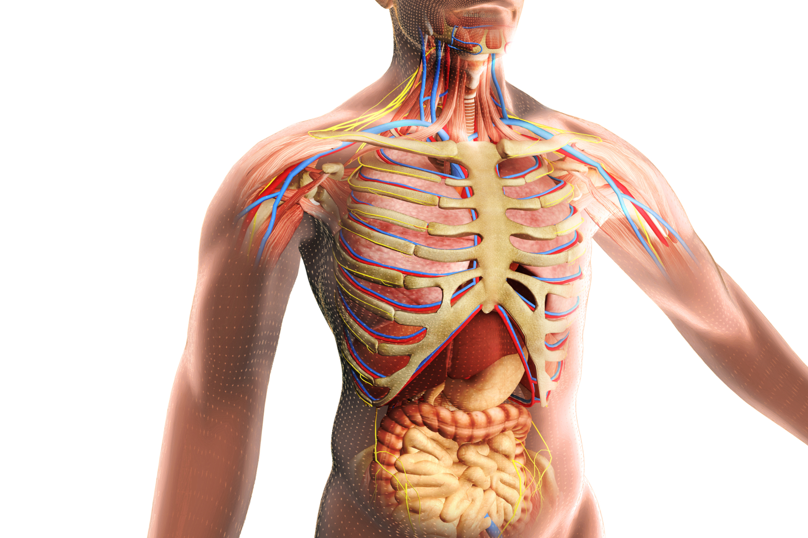 Human body anatomy showing bones, muscles, nerves and internal organs for an article with 200 Human Body Trivia Questions and Answers (Easy to Hard)