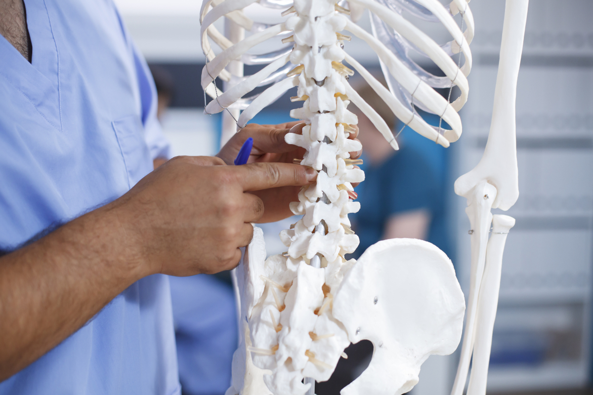 Medical professional pointing to the spine on a human skeleton model