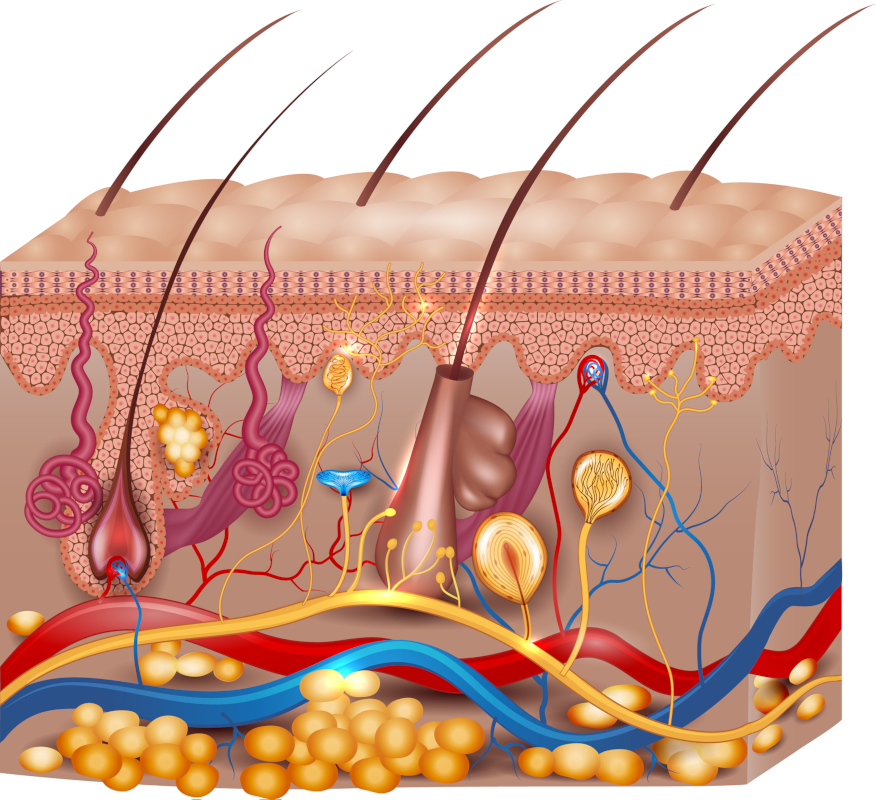 Human skin anatomy with hair follicles, blood vessels and sensory receptors