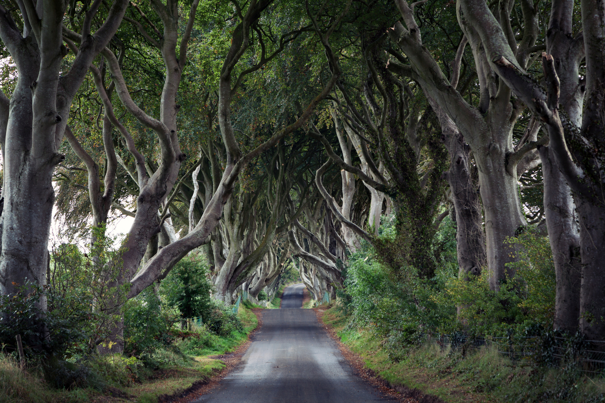 The Dark Hedges, Northern Ireland. The Dark Hedges is a unique beech tree tunnel road near Armoy, county Antrim, Northern Ireland
