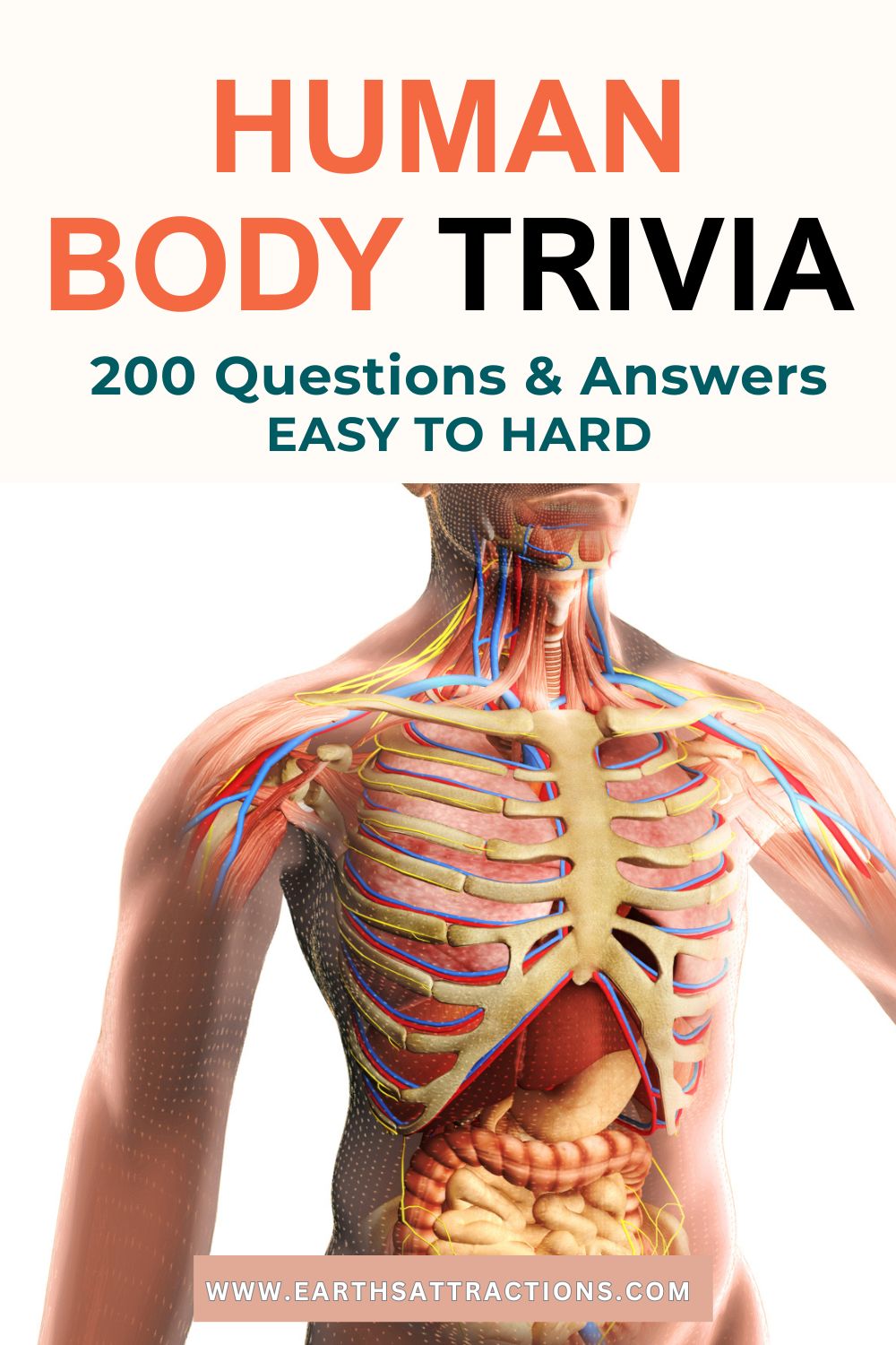 200 Human Body Trivia Questions and Answers - Can You Make It to the Expert Round? How well do you know your own body? Test yourself with 200 human body trivia questions and answers arranged from easy to hard. This human anatomy quiz includes easy human body trivia questions for kids and families, hard anatomy trivia questions for adults, human body systems trivia, brain and organ questions, and a true-or-false human body myth round. Perfect for science trivia, a classroom quiz, homeschool learning, family game night, quiz night, or anyone searching for fun human body quiz questions and answers. #HumanBodyTrivia #HumanBodyQuiz #AnatomyTrivia #AnatomyQuiz #ScienceTrivia #TriviaQuestions #TriviaQuiz #BodySystems #QuizNight #FamilyTrivia #ClassroomActivities #HomeschoolScience #games #gamenight