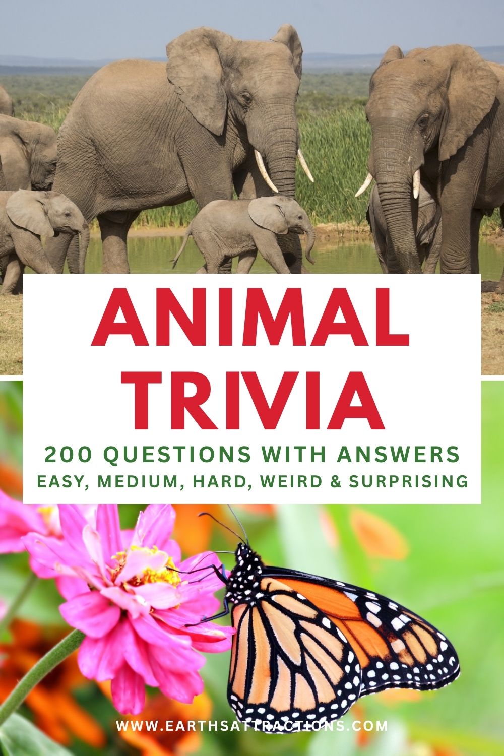 200 Fun Animal Quiz Questions and Answers for Adults & Families. Looking for fun animal trivia that isn't just for little kids? Try these 200 animal quiz questions and answers for adults, families and animal lovers. You'll find easy animal trivia, medium and hard questions, wildlife trivia, strange animal behaviors, surprising animal facts and questions that may completely stump you. Use them for family game night, trivia night, classroom fun or simply challenge yourself to see how much you know about animals. Save this animal trivia quiz and come back whenever you need a new trivia challenge. #AnimalQuiz #FunTrivia #AnimalTriviaForAdults #TriviaGames #FamilyGameNight #WildlifeTrivia #trivia Pin made with photos from Dreamstime