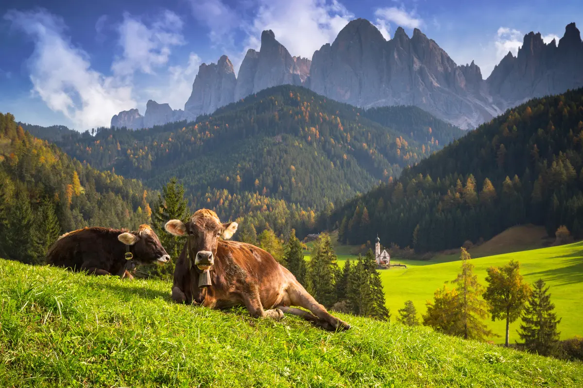Cows wearing bells in an Alpine meadow in the Dolomites, Italy