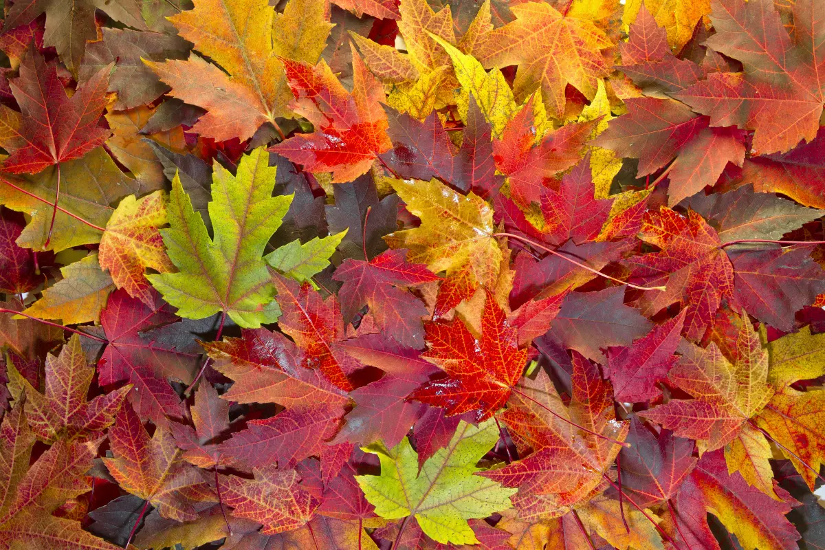 Maple Leaves - fall colors for an autumn trivia questions with answers article