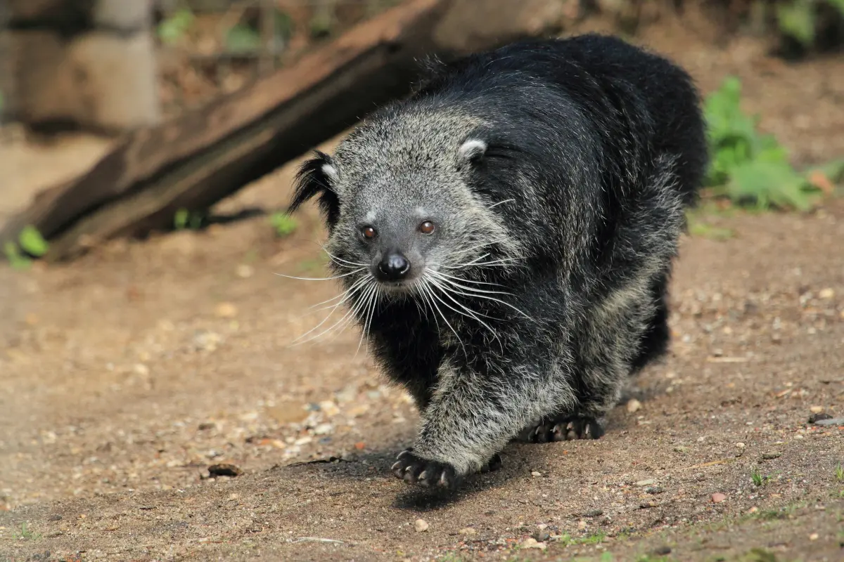 Binturong walking on the ground
