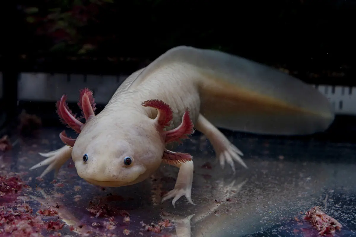Pink axolotl showing its body, legs and external gills