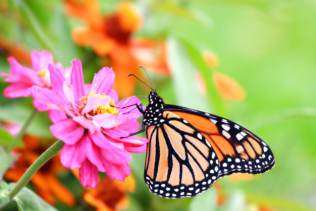 Monarch butterfly perched on a pink flower
