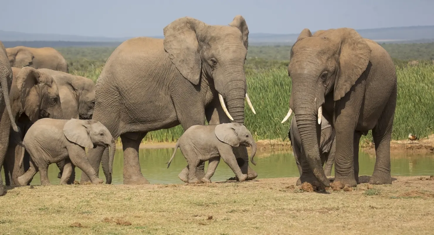 Elephant family with two calves in the African bush