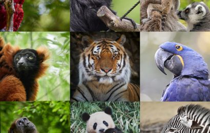 200 Animal Trivia Questions and Answers