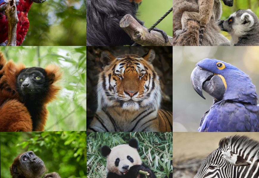 200 Animal Trivia Questions and Answers: Easy, Medium, Hard, Weird & Surprising 200 Animal Trivia Questions and Answers: Easy, Medium, Hard, Weird & Surprising