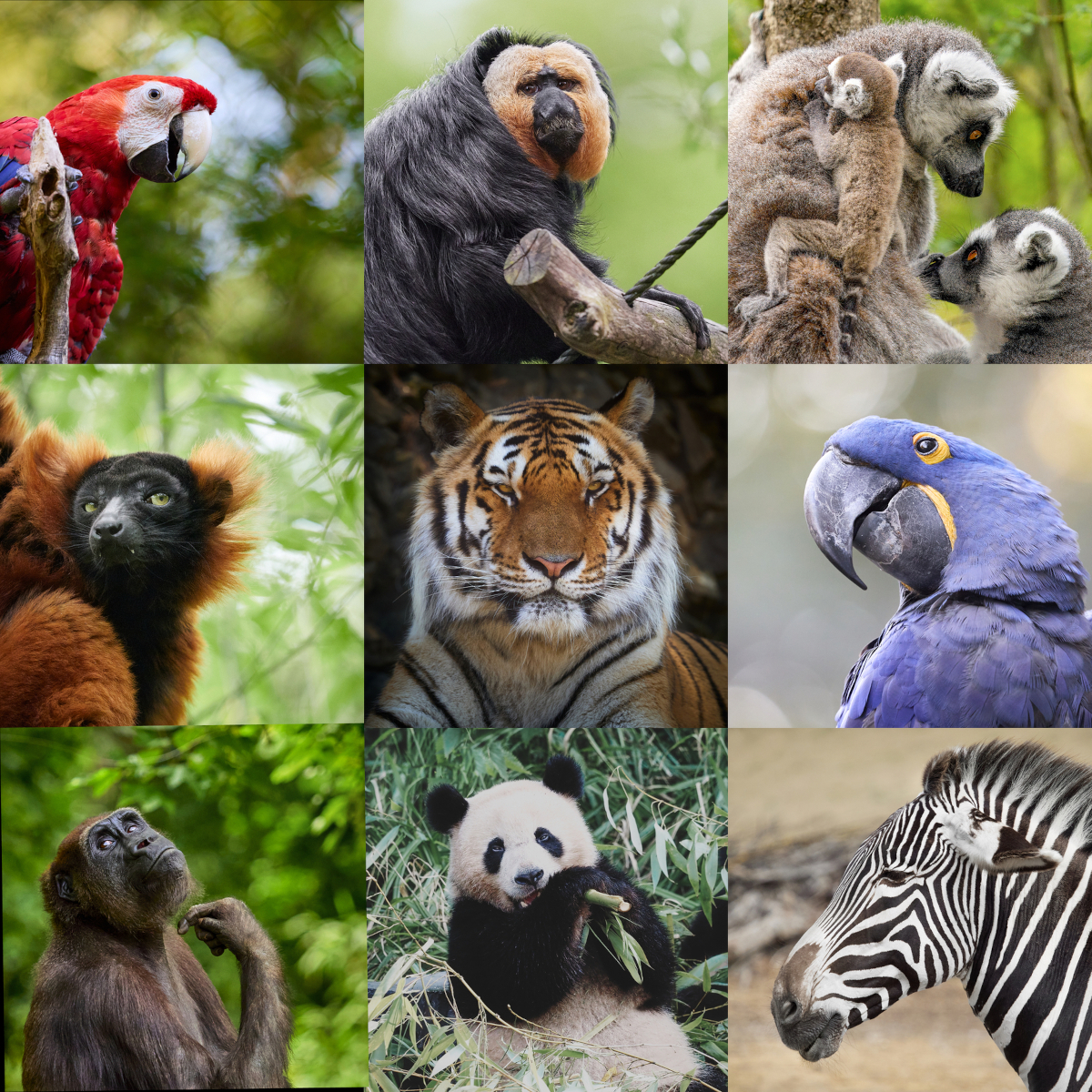 200 Animal Trivia Questions and Answers