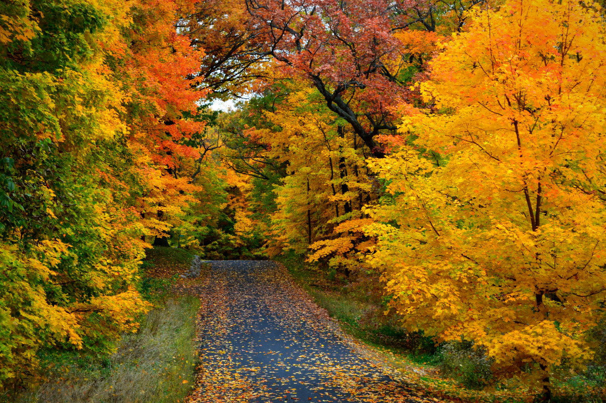 Road surrounded by red, orange, yellow and green fall foliage