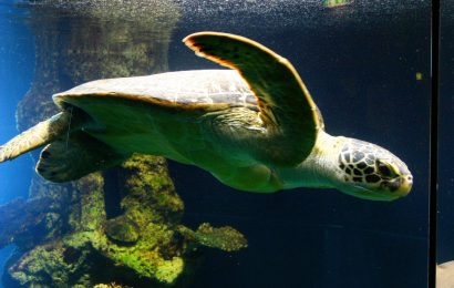 Haus des Meeres Vienna Guide: What to See, Tickets, Tips & My Experience at Aqua Terra Zoo